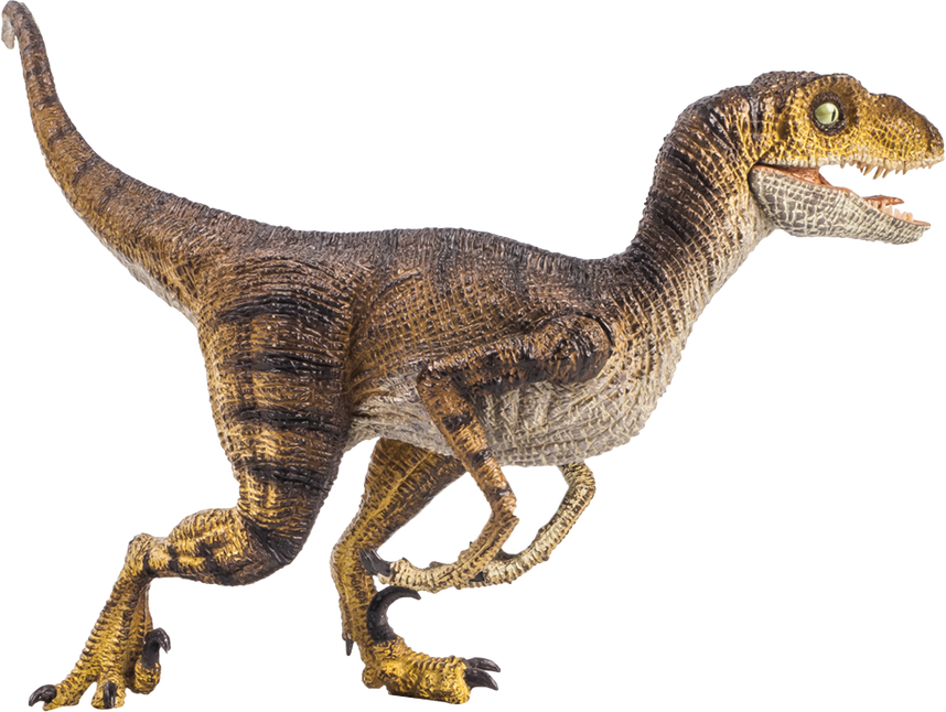 Velociraptor  , dinosaur on isolated background .