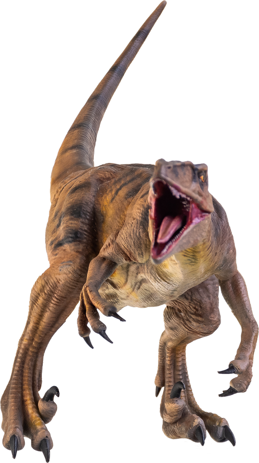 dinosaur , Velociraptor  isolated background